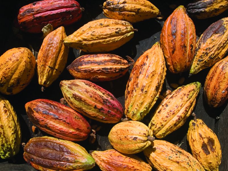 CAOBISCO supports a fair balanced and sustainable supply chain