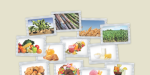 Facts about Sugars